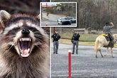 Drunk mule-riding bloke unleashed angry raccoon into packed bar as staff get bitten