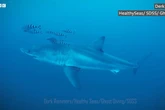 Great White shark filmed in Med for first time as divers come face-to-face with beast