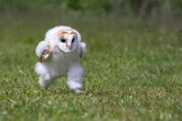 Rare moment baby barn owl runs like a human captured on camera in Pic of the Day