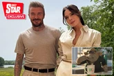 Telly icon reveals he has 'same domestic teething issues' as the Beckhams