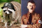 'Nazi raccoons' released by Goering in the 1930s overrun town and destroy homes