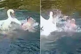 Angry swan attacks 'stupid' bloke after he disturbs her babies by jumping in lake