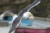 Tourists are warned 'be kind' after demon seagulls carry out attacks on fish and chips