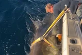 Biggest great white shark ever recorded heading to new holiday hotspot