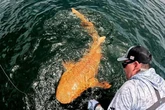 Fisherman catches 'Donald Trump' shark with freak mutation that makes it look like President