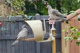 PeckPerk AI Smart Bird Feeder with Solar Panel review: Perfect for wildlife-loving children