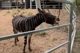 Visitors left baffled as Chinese zoo paints donkey to look like a zebra