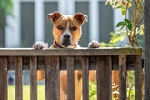 'I can't use my garden anymore because of my neighbour's dog'
