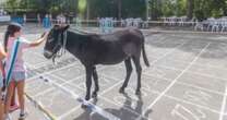 People in Benidorm flock to watch donkey pooing in Spain's 'most bizarre tradition'