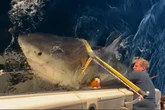'Biggest ever' great white shark reappears and is heading for holiday resort