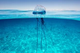 Jellyfish invasion on UK shores as beachgoers warned 'carry vinegar and never wee'