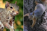 Experts send stark warning as 'zombie squirrels' invade back gardens and spread virus