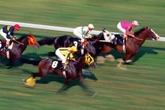 Drag queens or racehorses: Test your knowledge with this fun and challenging quiz