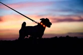 Star Paws: ‘Six things you need to know before walking your dog after dark this winter’