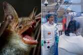 New coronavirus found in bats as virus 'transported to China for human tests'