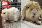 Brown bunny changes colour in the bath after years of cigarette smoke stains