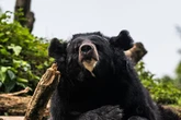 Bear 'tore through walls' and took grandad to forest to 'eat face and groin'