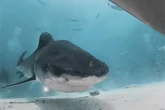 Camera gets eaten by shark revealing what it would be like to be sea monster's lunch