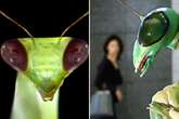 Retired military officer describes a conversation he had with a 7ft mantis being