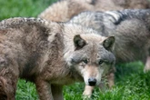 Frightening wolf hotspots revealed after 6-year-old boy snatched from mum