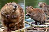 Beavers reintroduced for first time in 400 years for environment-saving boost