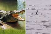 Alligators are luring people to their death by imitating drowning humans