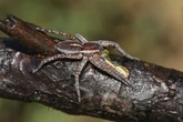 Brits told to brace as previously extinct 'largest spider' is coming back