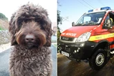 Heroic fire service dog helps save woman from taking her life at bridge