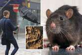 Armies of rats will plague our homes from Friday as vermin dodge Storm Eowyn