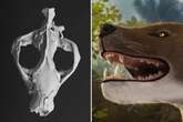 Skull of fearsome apex predator discovered with jaws powerful enough to crush elephants