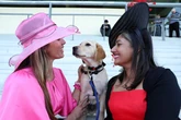 Meet the adorable pups getting over their fear of massive hats at Royal Ascot