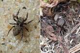 Skin-crawling warning to Brits as more than 50 different spider species found