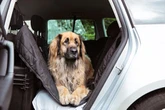 Car owners kicking off about 'doggy' smells when looking at second-hand motors