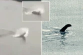 Mystery of 'Serbia's Loch Ness Monster' that could be 7-metre-long beast weighing 1,500kg