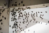 Swarms of flies 'on the rise' as fed-up families banish them with these top tips