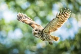 Amazing inventions inspired by the animal kingdom – from Velcro to black box recorders