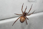 Three ways to prevent 'Britain's most dangerous spider' from invading your home