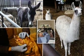 Evil farmer kept 450 animals in such vile conditions that dogs 'ate their own poo'