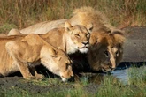 Hunters pay £100k for sick 21-day shooting orgy - and another 20k for trophies
