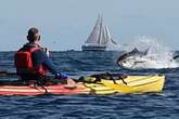 Incredible moment huge 8ft tuna fish jumps clear of the water near kayaker – in Devon