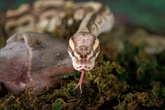 Woman dies a horrifying death after being eaten whole by giant python