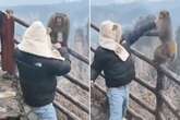 Person slugs monkey in the face in frenzied mountain-top brawl in front of crowd