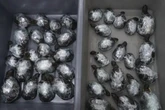 Two women 'smuggle 68 tortoises tied to their legs' under their skirts in customs blunder
