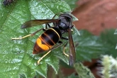 UK facing Asian hornet 'explosion' as killer insects spread across the country