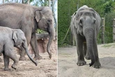 Elephants, eagles and stingrays given larger spaces to roam in zoos thanks to new rules