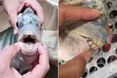 Fish with 'human teeth’ stuns family who were about to eat it