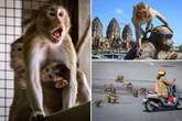 War launched on troop of 200 aggressive monkeys by hitting them where it hurts