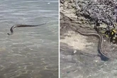 Venomous snake filmed slithering through water towards terrified swimmers in Wales