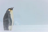 Penguins hailed heroes as their poo 'can save the planet', boffins have explained