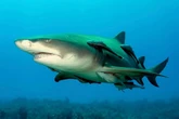 Megalodon uncovered as 80ft-long beast ate sharks and had teeth size of human hands
